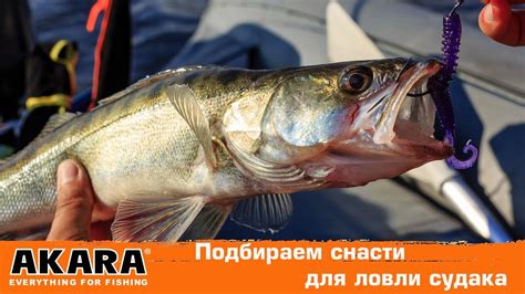 Выбор правильной снасти для ловли судака