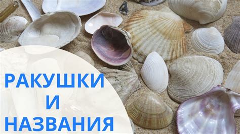 Выловили все ракушки двустворчатые моллюски