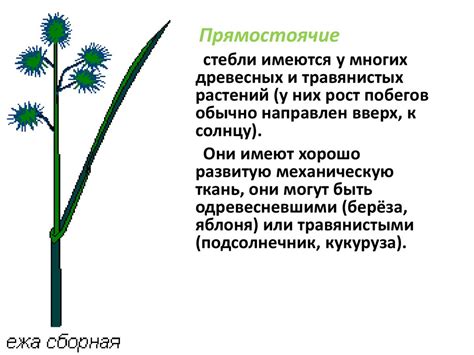 Высота стебля