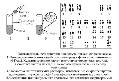 Генетический анализ