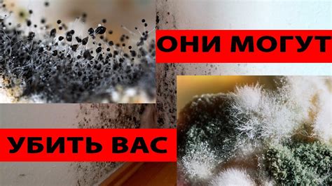 Действия при обнаружении плесени на орехах