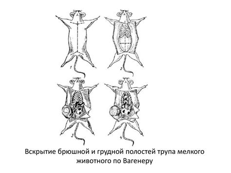 Законные меры по уборке трупа животного