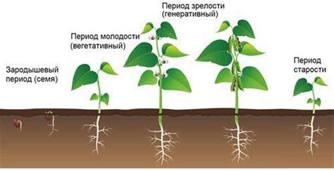 Закончившийся цикл роста