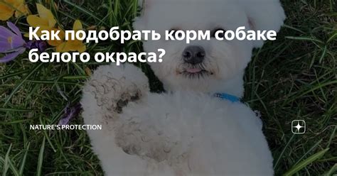 Значение белого окраса