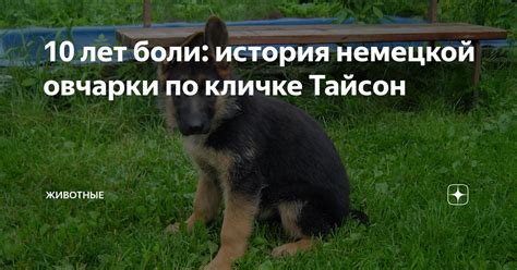 Значение имени "Тайсон"