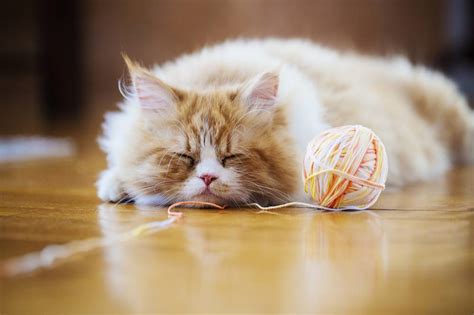 Значение слышания во сне мяуканья кошки