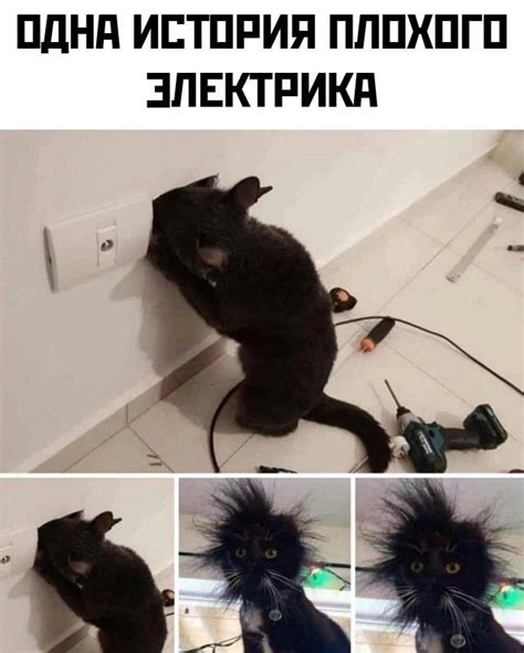 Интерпретация гадания котом в доме