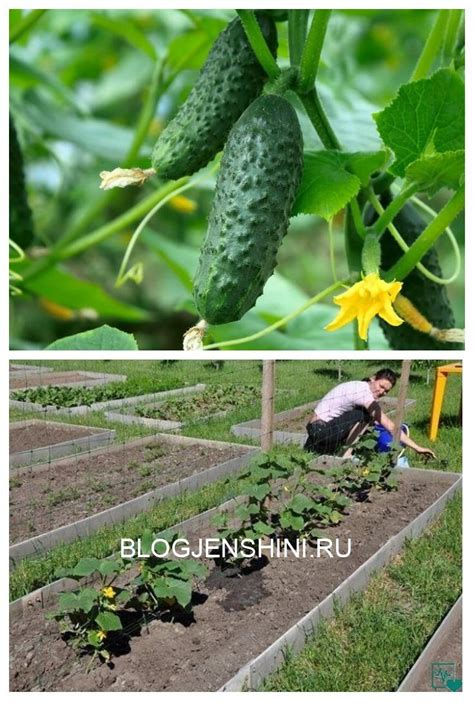 Использование различных методов орошения для роста огурцов