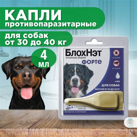 Какие препараты выбрать для предотвращения блох