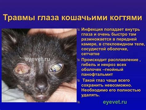 Как помочь коту, у которого вытек глаз: симптомы и советы