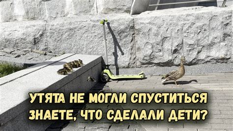 Как помочь утятам, спящим на спине