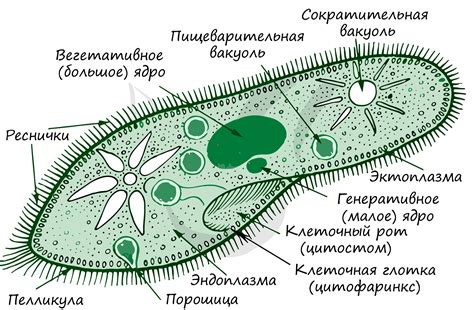 Как происходит процесс
