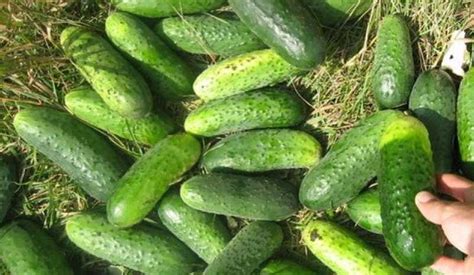 Когда и как собирать огурцы для наилучшего вкуса