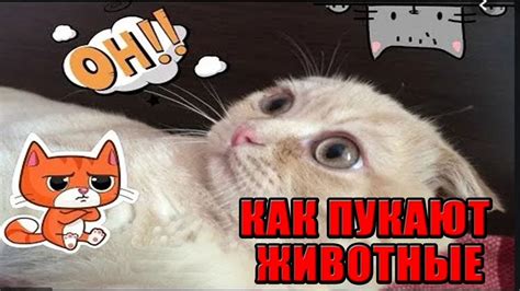 Кот, который нагадил