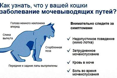 Кошка: густая моча и ее причины