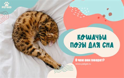 Культурные аспекты сна о кошачьих позывах