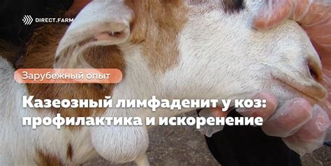 Лечение шишки на щеке у козы