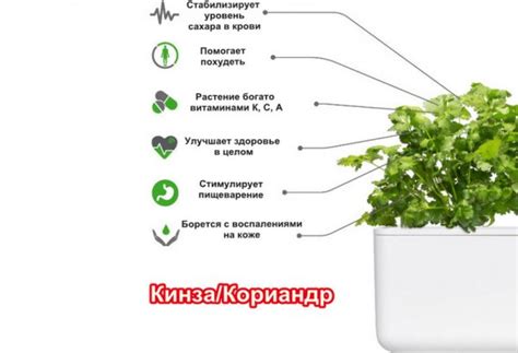 Лучшие растения для посадки после кинзы
