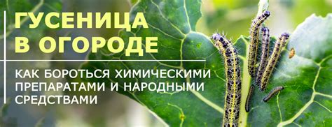 Методы борьбы с белыми гусеницами в земле
