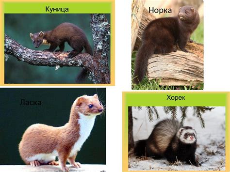 Освобождение пойманного хорька