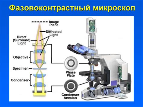 Основные компоненты микроскопа