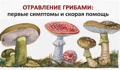Основные средства лечения при отравлении грибами