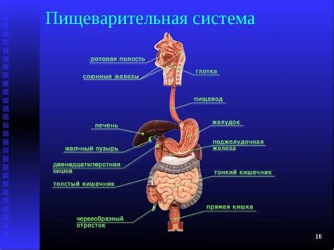 Пищеварительные нарушения и инфекции
