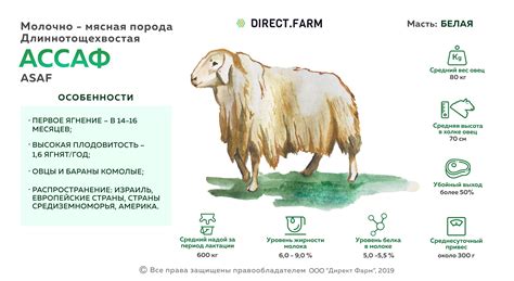 Полезные примеры описания поведения овцы
