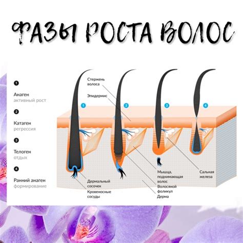 Появление волос