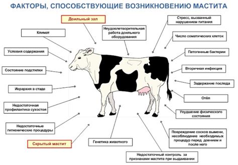 Предупреждение и профилактика сухого носа у коровы