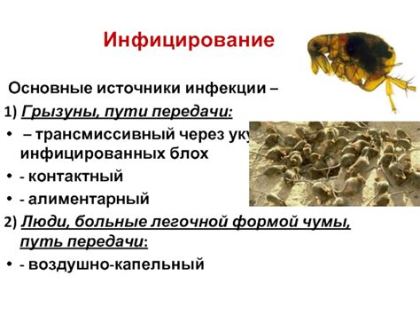 Предупреждение передачи блох