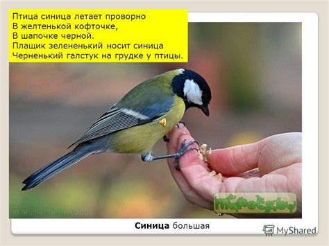 Причина появления синицы в машине