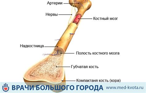 Причины исчерпания костного мозга и его важность для организма