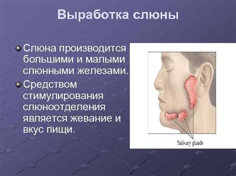 Проблемы с железами слюнными