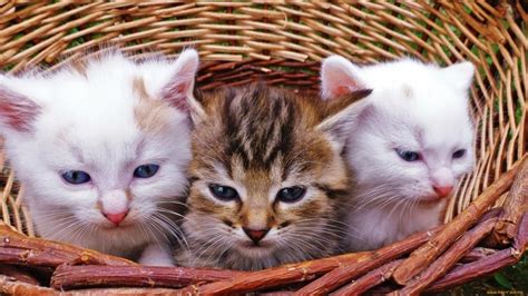 Психологическое значение снов с участием котят и утят