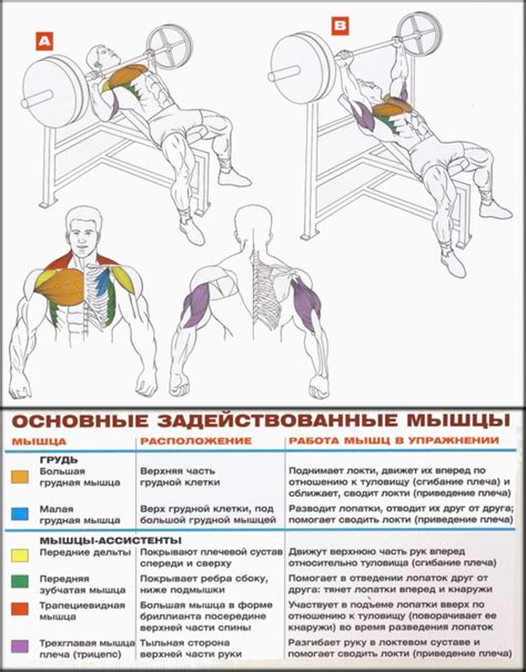 Распределение нагрузки на мышцы груди и плеч