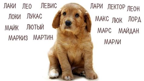Рекомендации по выбору имени для собаки
