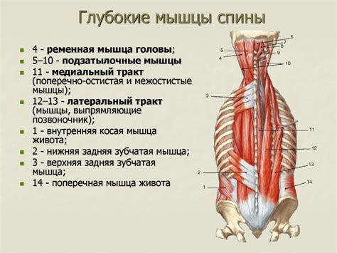 Связывание головы и туловища