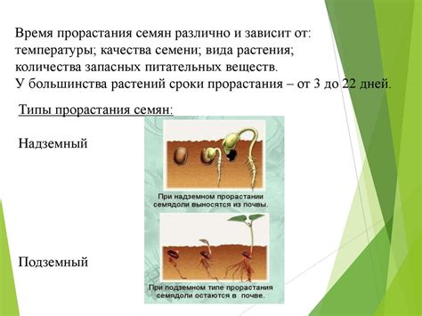 Семенное размножение чистотела