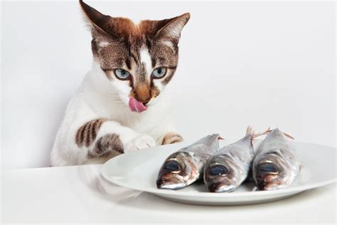 Смысл и значение сна: кот и рыба