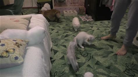 Советы по толкованию: сон с кошкой, у которой две головы