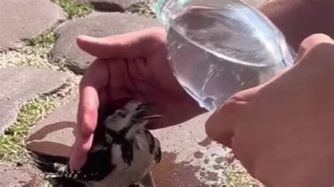 Спасение птицы от кошки: символика и толкование
