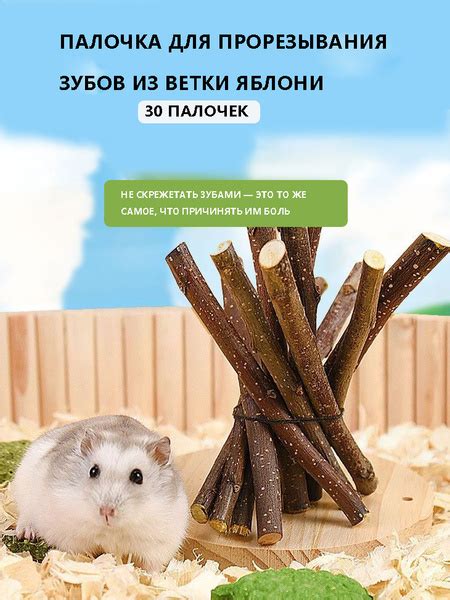 Способы удаления мышиного клея с хомяка безопасно и эффективно