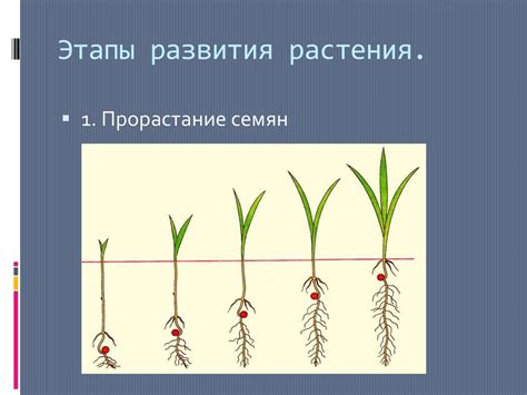 Ускорение развития растения весной