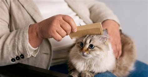 Уход за котом и профилактика