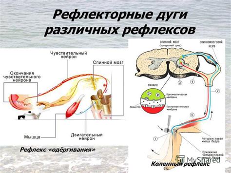 Функции безусловного рефлекса в биологии