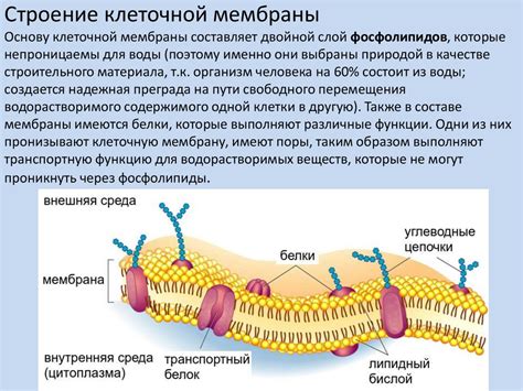 Функции и особенности трещетки