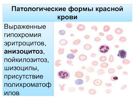 Функции полихроматофилов