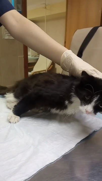 Что делать, если котенку наступили на лапку