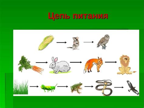 Шаги по созданию пищевой цепи на бумаге